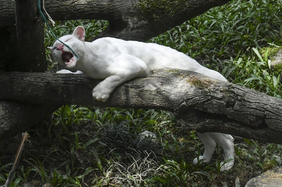 アルビノのネコ科動物、種はまだ分からニャい 南米コロンビア