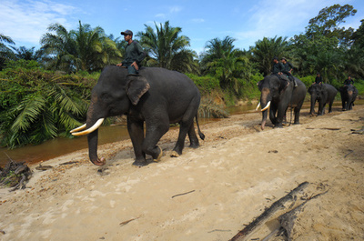 ジャングルを守るゾウのパトロール隊 インドネシア・スマトラ島