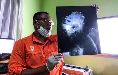 インドネシアでオランウータンの死骸発見、空気銃の弾130発浴びる