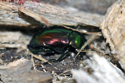 食用昆虫を栽培？コスタリカで進む昆虫食の研究
