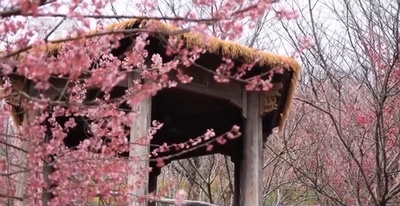 中国杭州の桜園 6万本の桜が次々と開花
