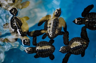 ウミガメの赤ちゃんを放流 インドネシア