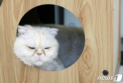 15年間“家族”だった愛猫なのに今は「ストレス」「嫌い」…韓国女性が語る「育児とペット」の葛藤