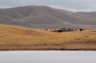黄河上流にブタ死骸170匹超、中国