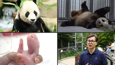 動画:双子のパンダ誕生 韓国初
