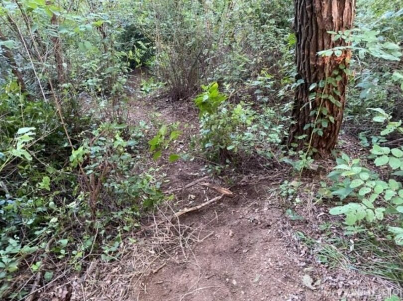 ソウル・真昼の裏山、面識ない女性に性的暴行、被害者重体 写真枚 国際ニュース：AFPBB News