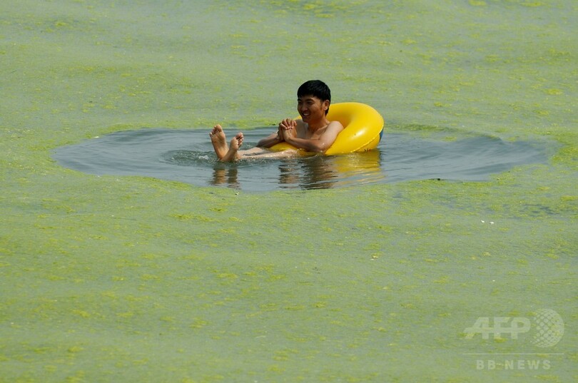 今年も藻が大量発生、中国・青島の海岸 原因は不明