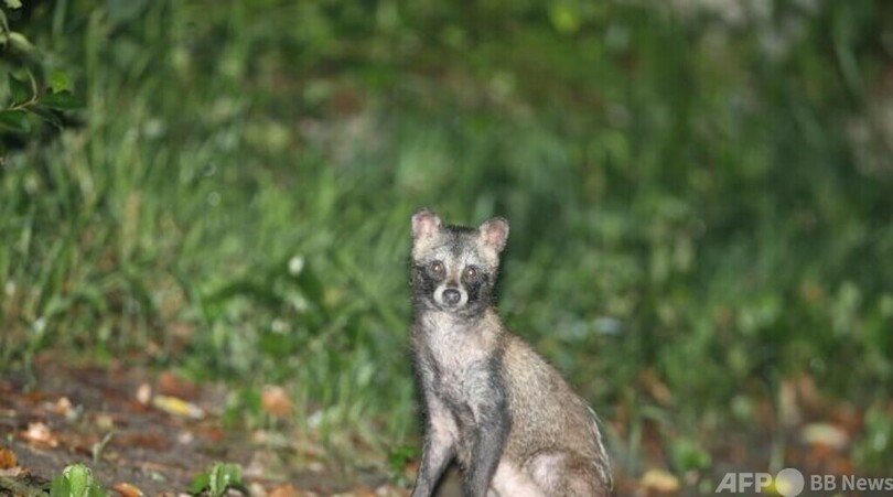 中国・上海で「タヌキの国勢調査」発表