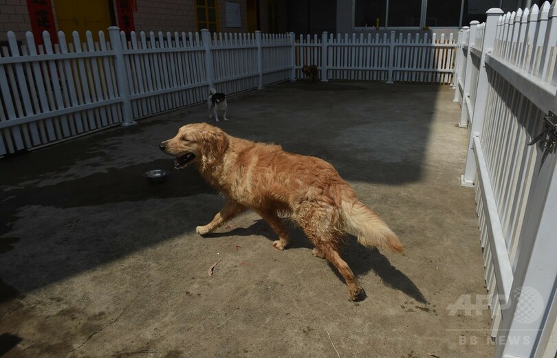 消費量増える犬肉、海外の抗議が裏目に？中国