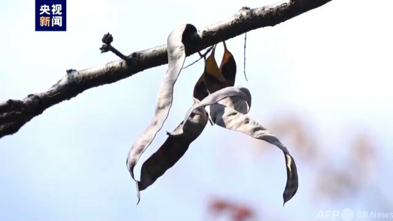 世界でわずか9株 中国の野生綿毛サイカチが成熟期に