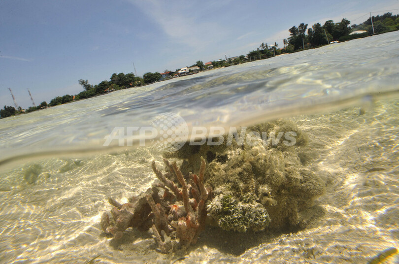 海洋公園でサンゴの養殖、タイマイの繁殖地を守れ インドネシア