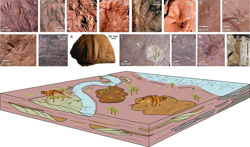 2億4800万年前の足跡化石を発見、未知の古代爬虫類 スペイン