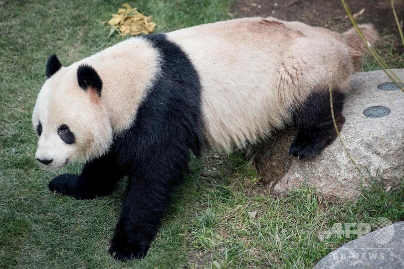 外出制限に飽き飽き パンダが囲いから脱走 園内を見学 デンマーク 写真6枚 国際ニュース Afpbb News