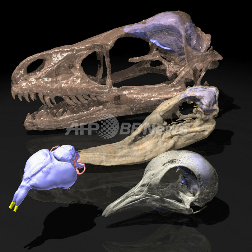 鳥は恐竜の鋭い嗅覚を受け継いでいる カナダ研究 写真1枚 国際ニュース Afpbb News