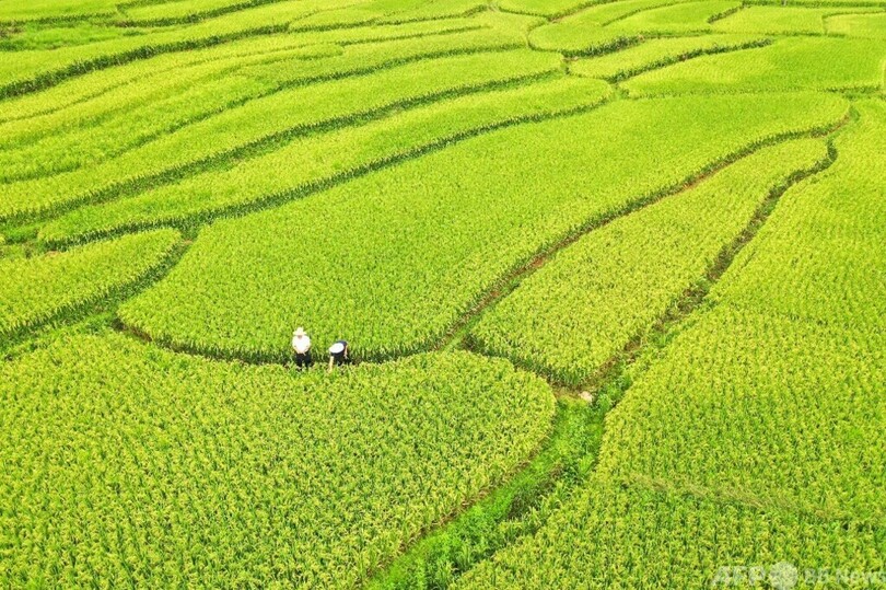 中国の研究者が新しい方法を提案 水稲などの収量向上に期待