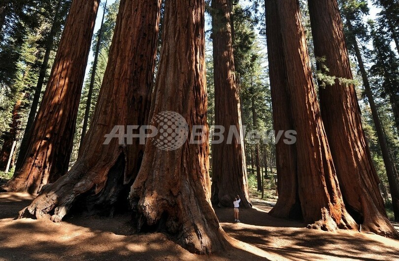 カリフォルニアの霧が過去100年間で大幅減少、セコイアの森に危機