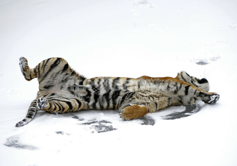 雪で遊ぶライオンやトラ、ポーランド動物園