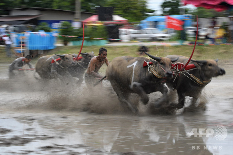 田んぼの中を疾走 100年来の水牛レース開催 タイ 写真15枚 国際ニュース Afpbb News