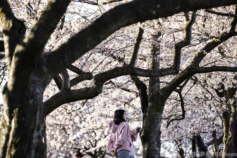 日本から贈られた桜 見頃に 米首都ワシントン 写真14枚 国際ニュース Afpbb News