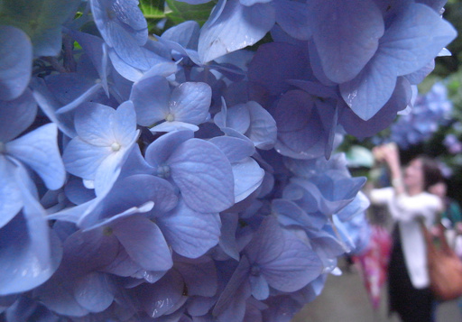 アジサイ満開 梅雨を彩る 鎌倉市 写真12枚 国際ニュース Afpbb News