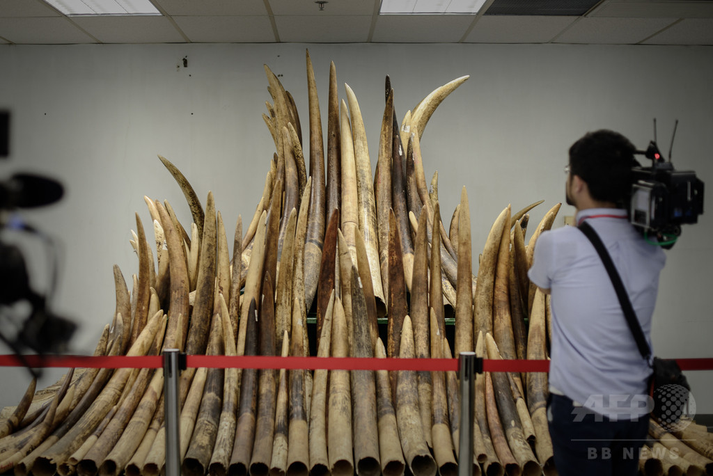 中国当局、象牙製品の輸入を1年間禁止 中国当局、象牙製品の輸入を1年間禁止