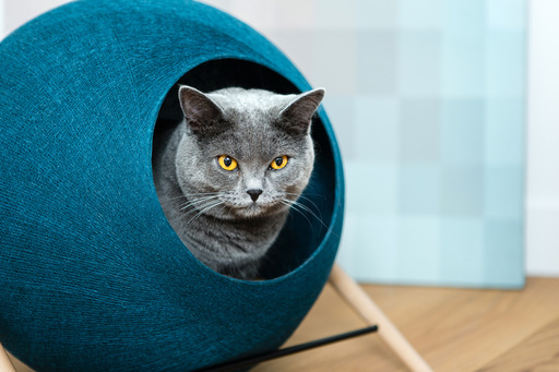 パリ発「MEYOU」日本初上陸、おしゃれなキャットハウス 写真20枚 国際