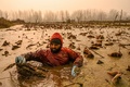 インド・スリナガルのアンチャー湖で、氷点下の寒さのなか冷たい水に漬かってハスの茎を収穫するカシミールの農家の人（2022年11月30日撮影）。(c)TAUSEEF MUSTAFA / AFP