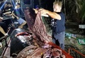 フィリピン、ミンダナオ島に打ち上げられたアカボウクジラの胃から見つかったプラスチックごみを示す、Dボーンコレクター博物館のダレル・ブラッチェリー館長（2019年3月16日撮影）。(c)AFP