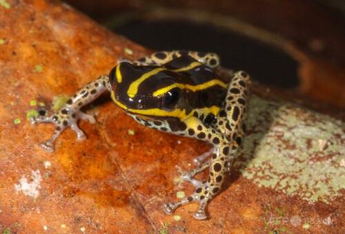 ペルーのアマゾンで新種の毒ガエル発見 体長わずか1.5センチ 写真2枚