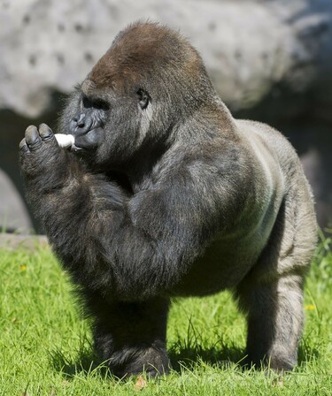 ゴリラゴリ Amazon.co.jp: ゴリラ【マウンテンゴリラ盤】: ミュージック