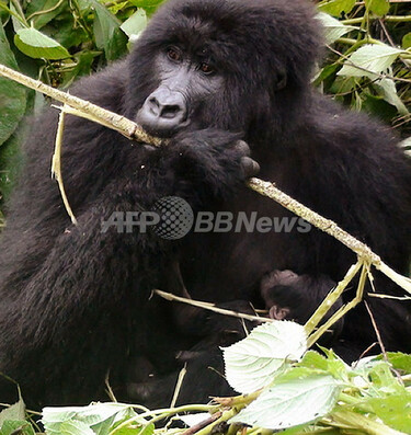ビルンガ国立公園のゴリラ、コンゴ 写真2枚 国際ニュース：AFPBB News