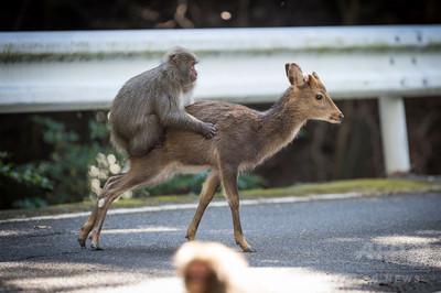 シカと交尾試みるサル 屋久島で 極めて珍しい 事例を確認 写真2枚 国際ニュース Afpbb News
