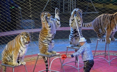 サーカスから逃げたトラ、捕獲後に死ぬ 河南