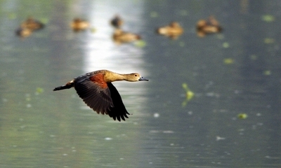 1年ぶりに香港に戻った渡り鳥 発信器で渡りの詳細を解明