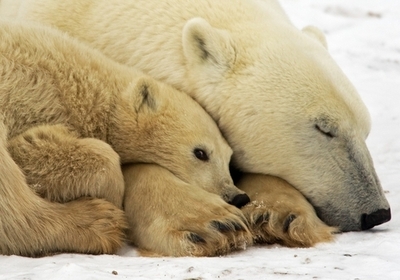 ホッキョクグマの住むアラスカ、｢絶滅種の生息地｣に指定 米政府