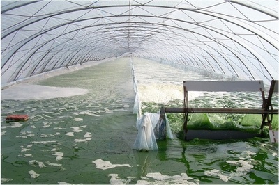 塩・アルカリ土が「金と銀のビーチ」に生まれ変わる 中国