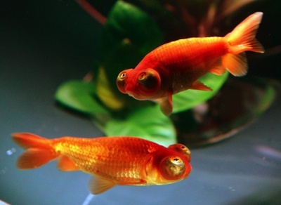 涼やかな金魚の競演、日本橋で「アートアクアリウム」