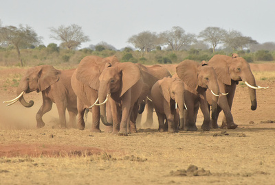 アフリカゾウの密猟8年で半減、絶滅の危機は変わらず 研究