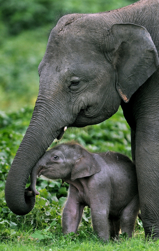 落ち込むスリランカ観光、ゾウが救世主となるか