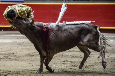 牛の猛攻！ほんろうされる闘牛士たち 南米コロンビア