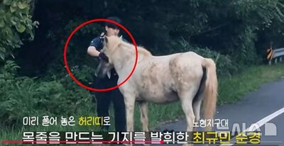 韓国・済州の道路に脱走した馬、元乗馬選手の警察官が保護…ベルトで即席の手綱