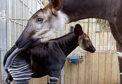 民兵組織が米ジャーナリスト含む12人誘拐か、コンゴ民主共和国