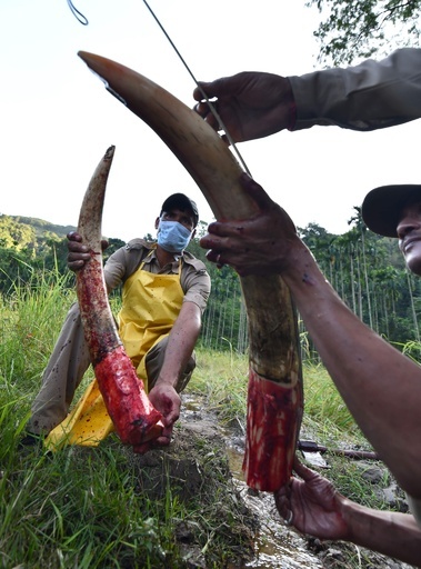 死んだ野生のゾウから牙を切断、密輸防止のため インド 