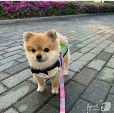 ソウルのパトロール犬「クルミ」公開されて大騒ぎ…「一人で見るのはもったいないぐらい可愛い」