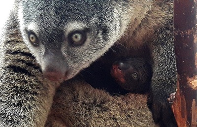 希少有袋類クロクスクス、飼育下で繁殖成功 世界初