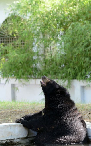 暑い日はヒグマだってプールで涼みたい！ インド