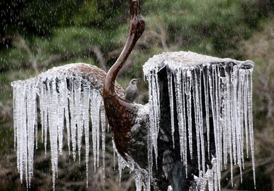 冬の風物詩、鶴の像に「氷の翼」 東京・日比谷公園