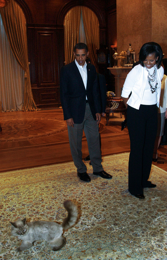 「ネコは無事です」、露大統領の愛猫の行方 ネットで話題に