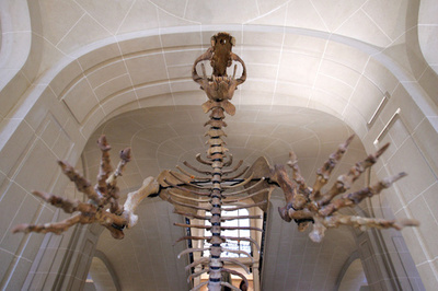 クマの骨で新発見、アイルランドの人類史を書き換え