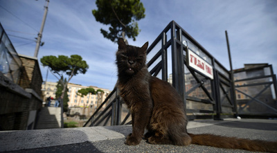 「遺跡ネコ」追い出さないで！ローマ市の弁解は…